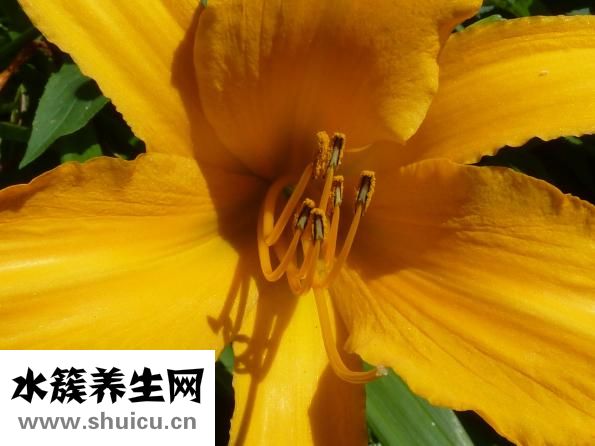 肚子里有蛔蟲怎么辦