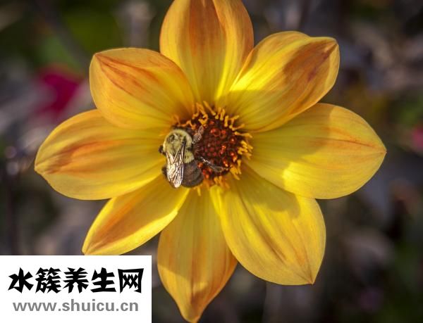 汪氏蜂蜜怎么樣