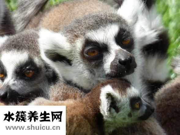 葉酸片什么時候吃