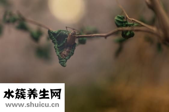 被蟲子咬了怎么辦