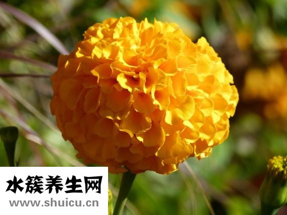 腳扭傷怎么處理