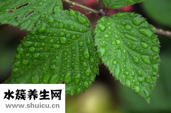 干海參怎么發(fā)