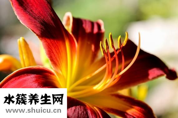 肚子里有蛔蟲怎么辦