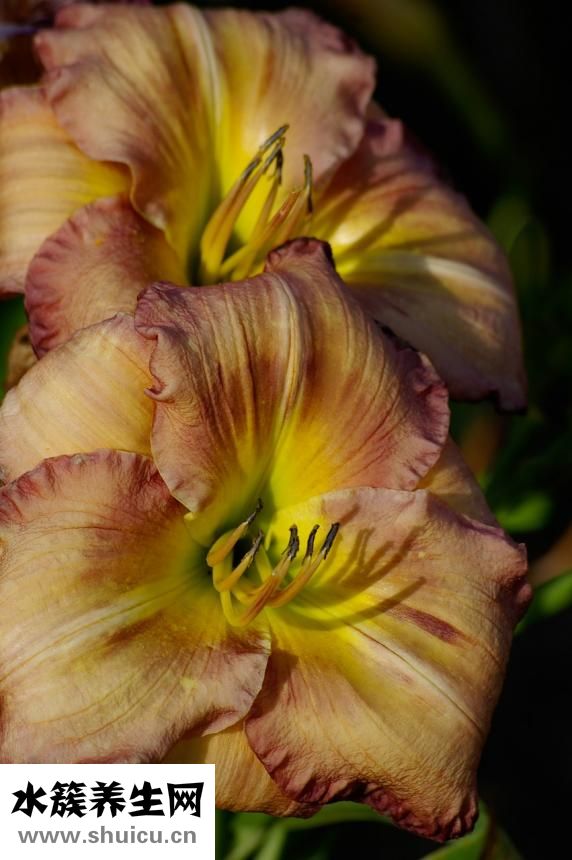 肚子里有蛔蟲怎么辦