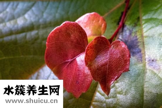 心動過速怎么辦