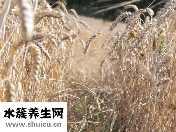 初音未來是什么