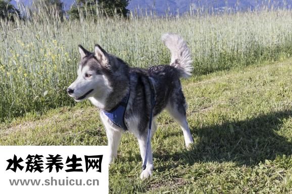 黑頭導出液怎么用