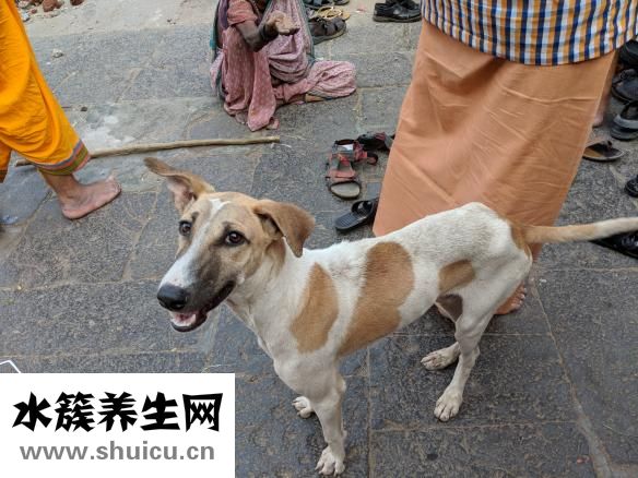犬瘟熱怎么治療