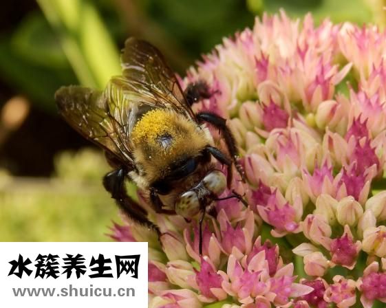 汪氏蜂蜜怎么樣