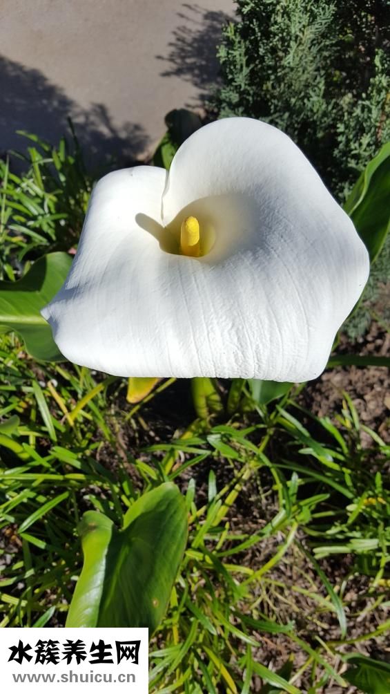 馬蹄蓮怎么養(yǎng)