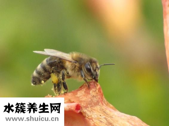 蜜蜂蟄了怎么消腫