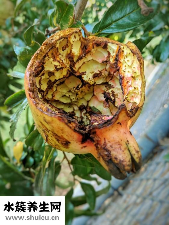 貧血吃什么食物好