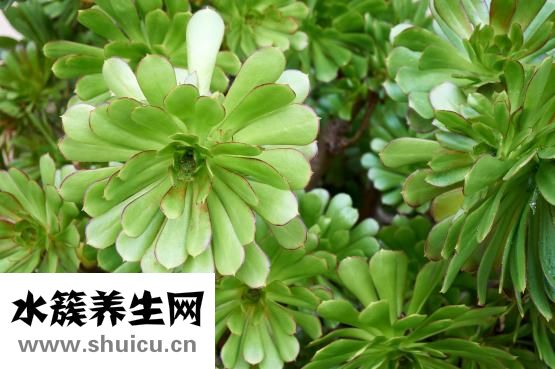 臉過敏發(fā)紅怎么辦