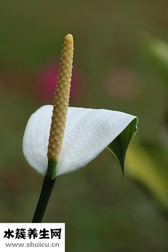 馬蹄蓮怎么養(yǎng)