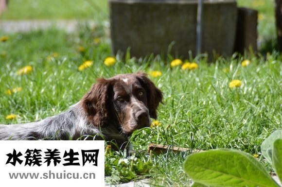 麻雀結局是什么