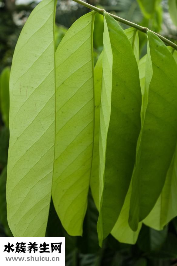 臉過敏發(fā)紅怎么辦