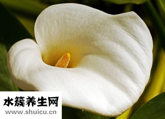 馬蹄蓮怎么養(yǎng)