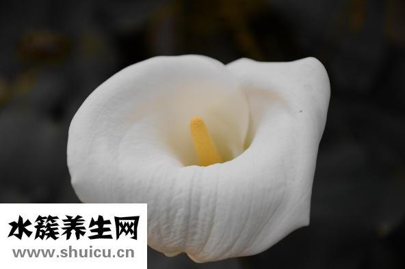 馬蹄蓮怎么養(yǎng)