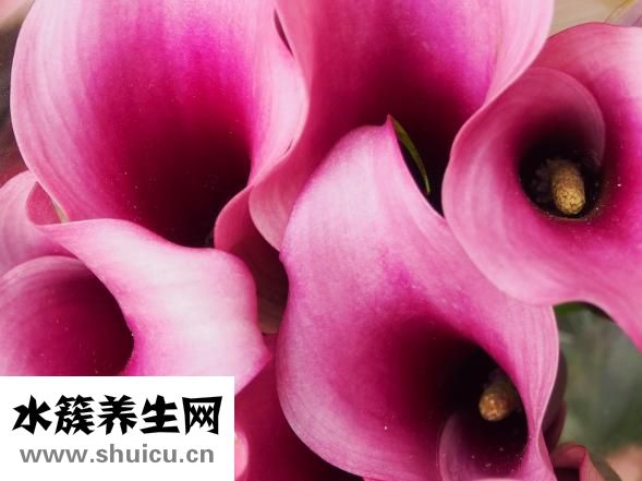 馬蹄蓮怎么養(yǎng)