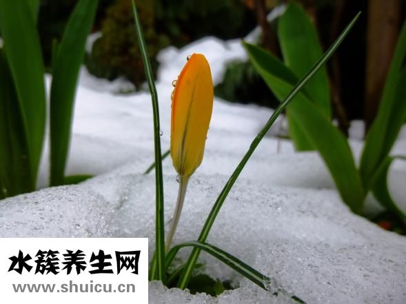 被貓抓破了怎么辦