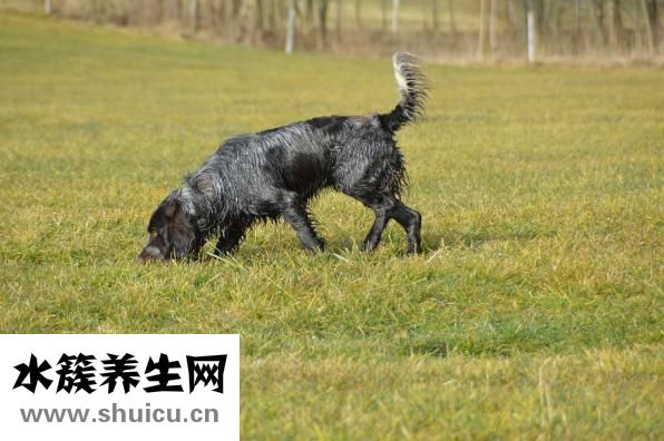 麻雀結局是什么