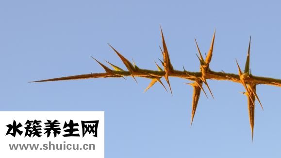 大寶滋潤霜怎么樣
