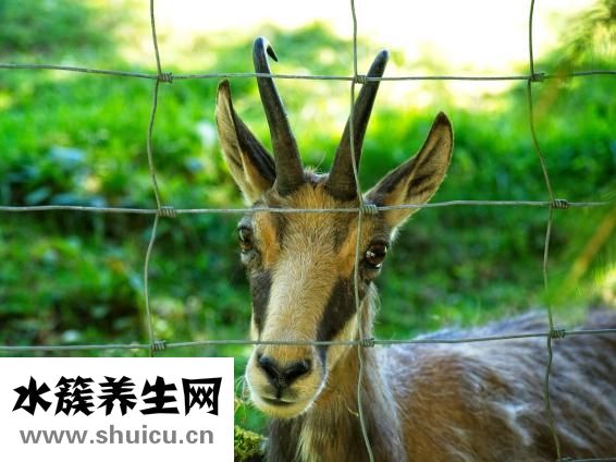 羚羊早安絲巾怎么樣