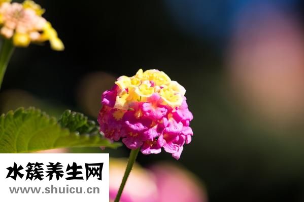 馬的尾巴像什么