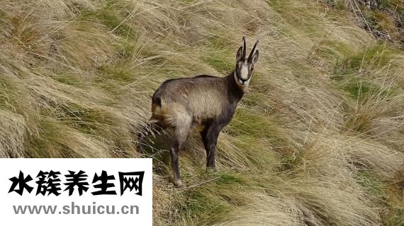 羚羊早安絲巾怎么樣