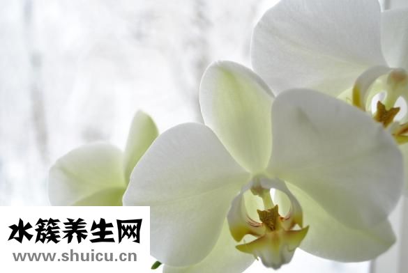 嬌蘭的粉底液怎么樣