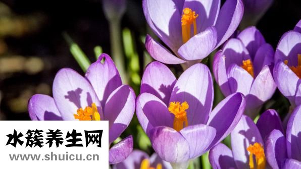 中藥磨粉藥效怎么樣