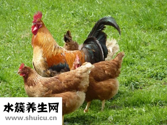 如何預防禽流感