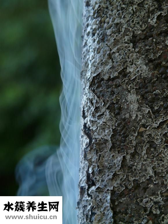 草魚怎么做才好吃