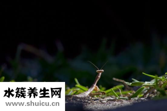 秋天盛開的花有哪些