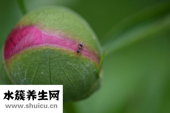 草魚怎么做才好吃