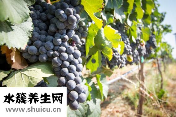 零輻射紅石榴怎么樣