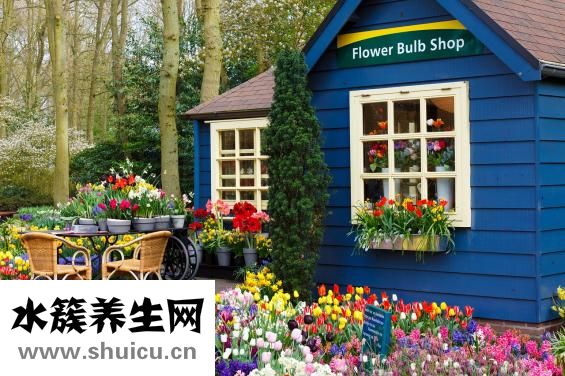 荷蘭喜寶怎么樣