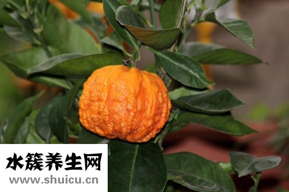 冰糖橘的怎么樣菅理