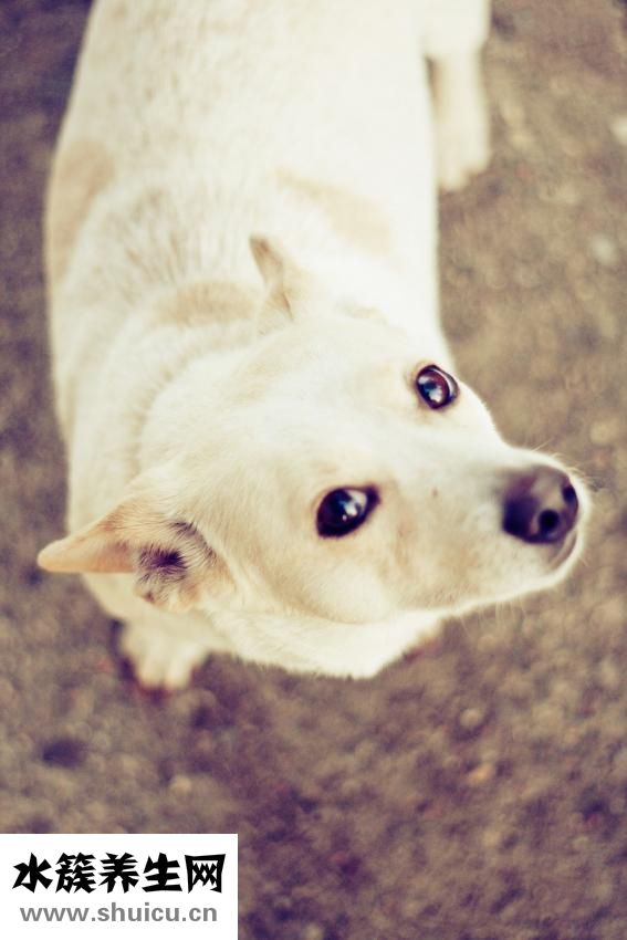 奧特金盾怎么樣