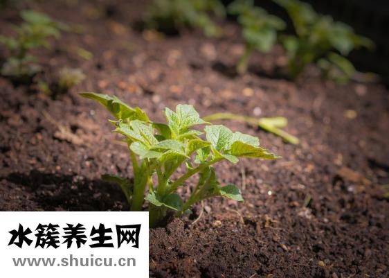 孕婦都不能吃什么