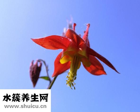 觀音蓮怎么繁殖