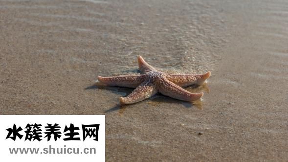 怎么樣洗干海星