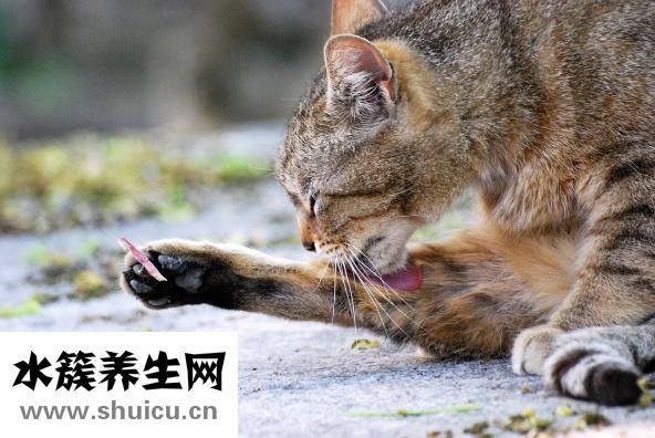 狂犬病的狗能活多久