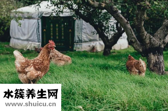 如何預防禽流感