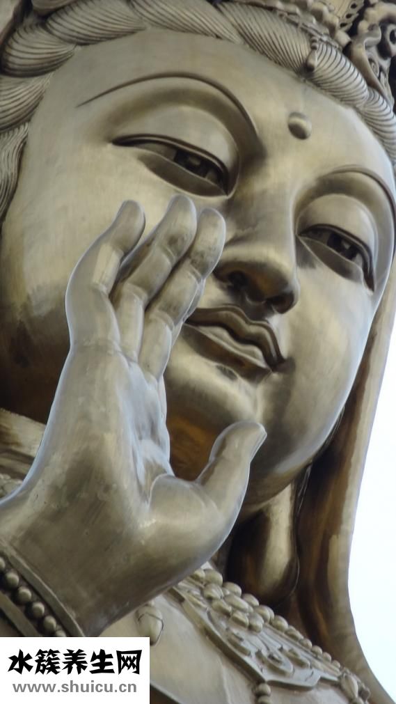 觀音蓮怎么繁殖