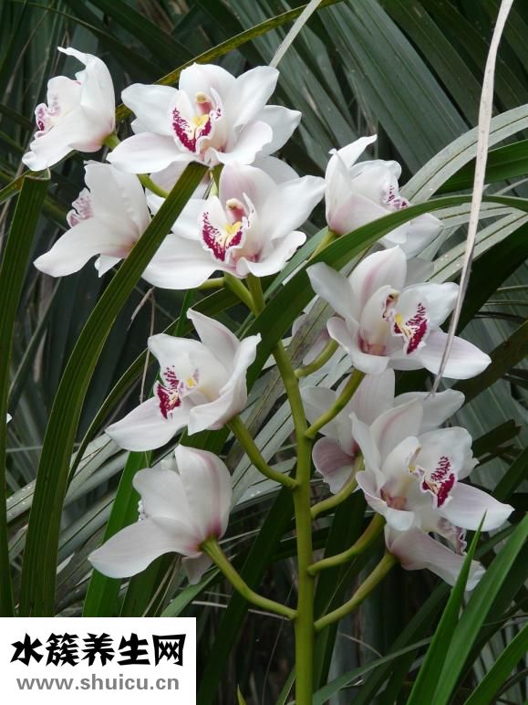 采姿蘭精油怎么樣