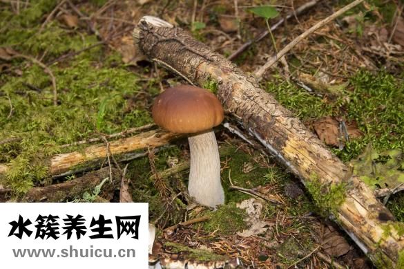 芭樂(lè)雅怎么樣