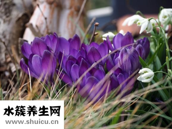 中藥磨粉藥效怎么樣