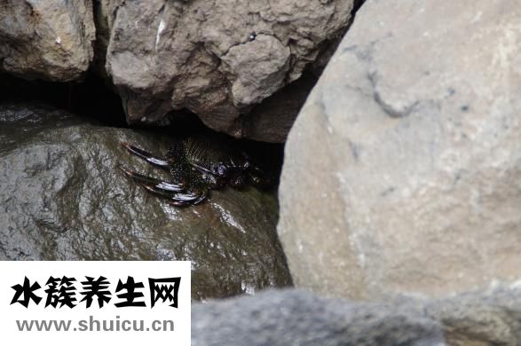 湯普集團怎么樣