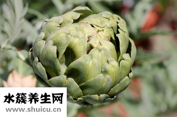 零輻射紅石榴怎么樣